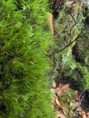 Dicranoloma menziesii observed 2026-10-14