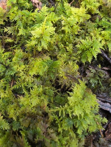 Thuidium cymbifolium observed 2026-10-14