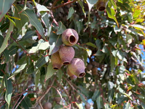 Corymbia ficifolia observed 2026-10-12