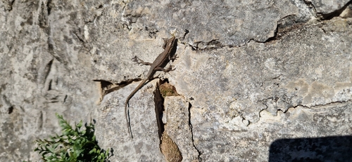 Common Wall Lizard