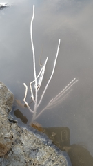 Pseudopterogorgia fredericki
