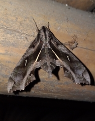 Hemeroplanes triptolemus