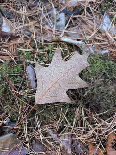 northern red oak
