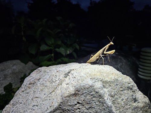 European Mantis