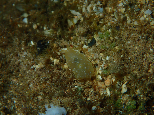 Pleurobranchus observed 2026-10-11
