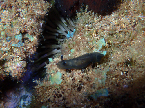 Dendrodoris nigra, 2026-10-11