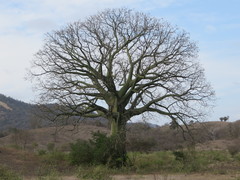 Ceiba trischistandra