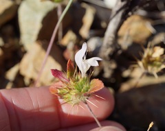 Acanthomintha lanceolata