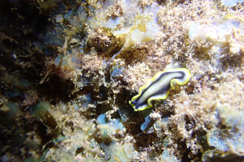 Pseudoceros paralaticlavus, 2026-10-11