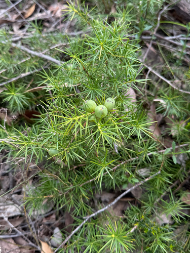 Persoonia juniperina observed 2026-10-14