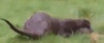 Eurasian Otter