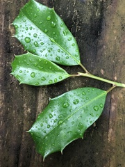 Ilex opaca