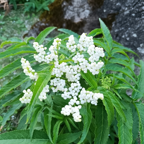Sambucus gaudichaudiana observed 2026-10-14