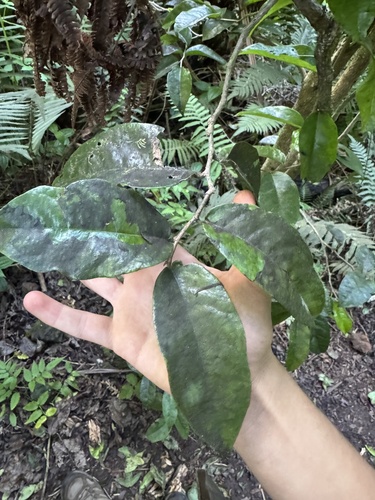 Antidesma platyphyllum observed 2026-10-13