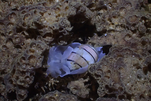 Hydatina amplustre observed 2026-10-11