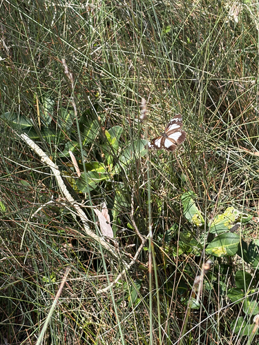 Danaus affinis, 2026-10-14