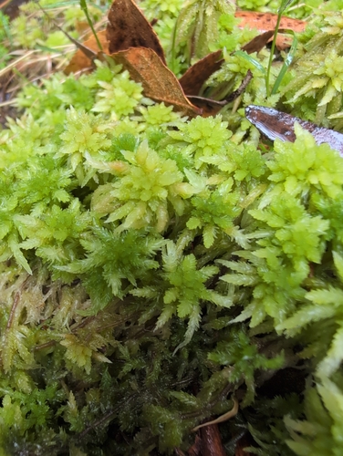 Sphagnum cristatum observed 2026-10-14