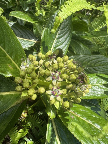 Hydrangea, 2026-10-13