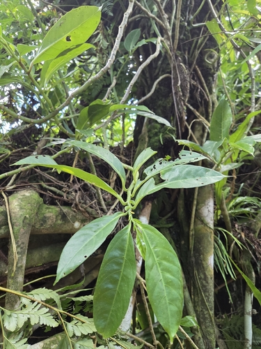 Procris pedunculata observed 2026-10-14