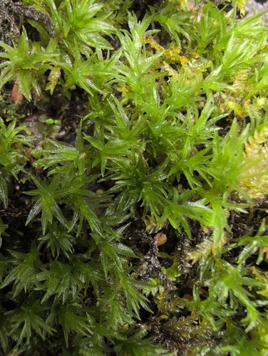 Atrichum androgynum observed 2026-10-14