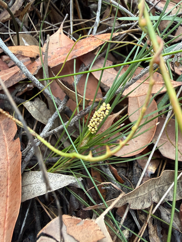 Lomandra glauca observed 2026-10-14