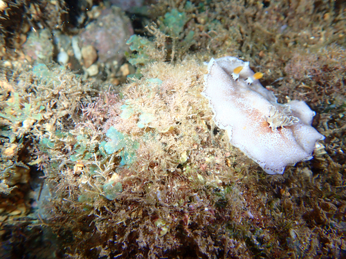 Platydoris formosa, 2026-10-11