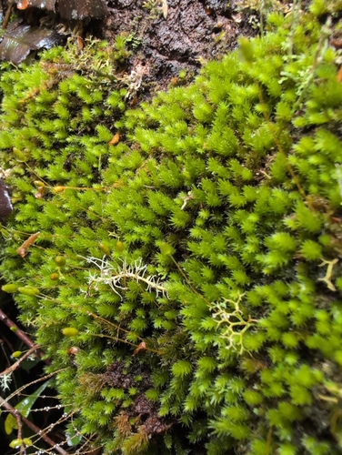 Leptostomum inclinans observed 2026-10-14