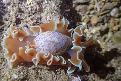 Hydatina physis observed 2026-10-11