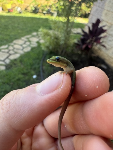 Phelsuma laticauda observed 2026-10-11