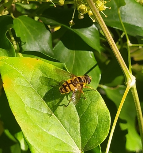 Yellow-haired Sun Fly
