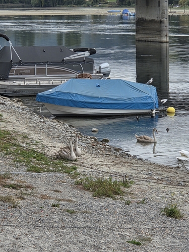 Mute Swan