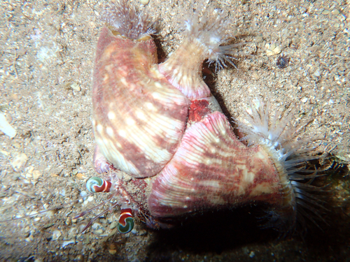 Dardanus gemmatus observed 2026-10-11