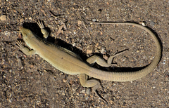 Ameiva bifrontata