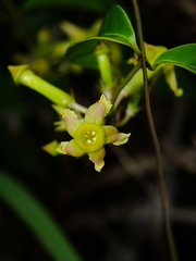 Prestonia cayennensis