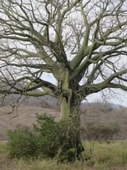 Ceiba trischistandra