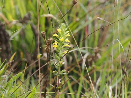 Bellardia viscosa observed 2026-10-02
