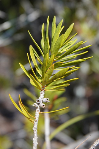 Melaleuca gnidioides observed 2026-10-12