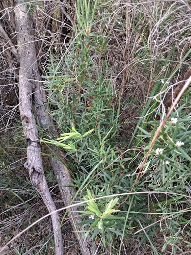 Leucopogon australis, 2026-10-14