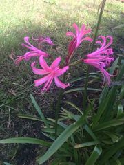 Nerine bowdenii