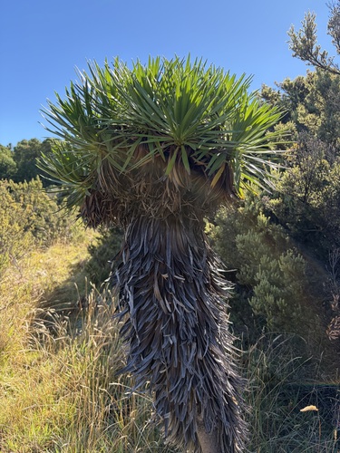 Argyroxiphium grayanum observed 2026-10-05