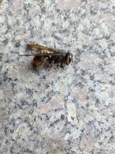 Yellow-legged Hornet