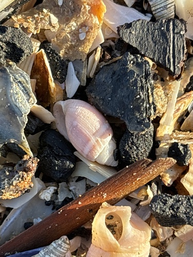 Acteon tornatilis observed 2026-10-14