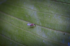 Anagyrus