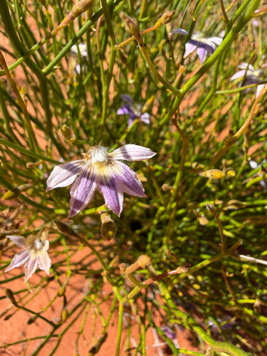 Scaevola depauperata, 2026-10-14
