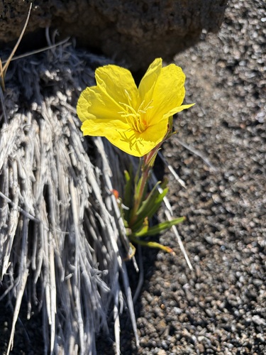 Oenothera stricta observed 2026-10-05