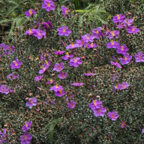 Osbeckia observed 2026-09-29