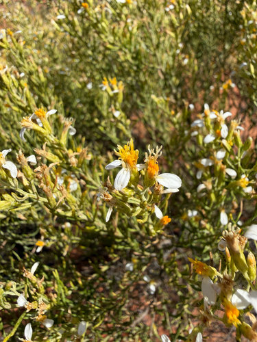 Olearia subspicata, 2026-10-14