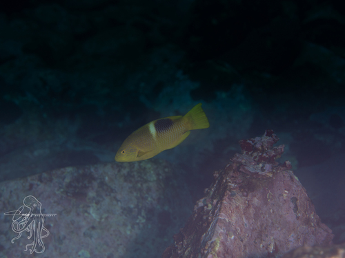 Bodianus perditio observed 2026-09-05