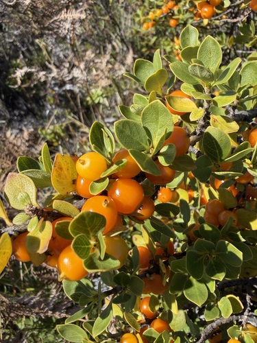 Coprosma montana observed 2026-10-05