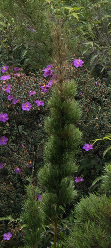 Kuruna densifolia observed 2026-09-29